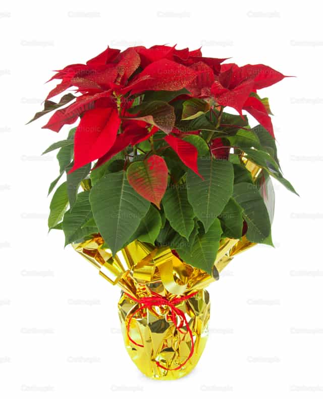 Christmas poinsettia - Catholic stock images - Photo by Antonio Gravante