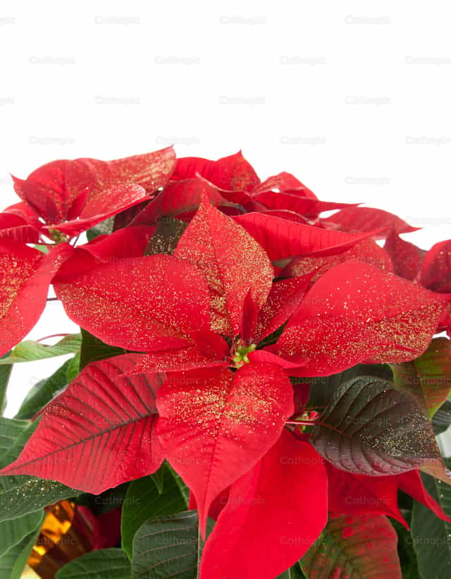 Kerstster - Katholieke stockfoto's - Foto door Antonio Gravante