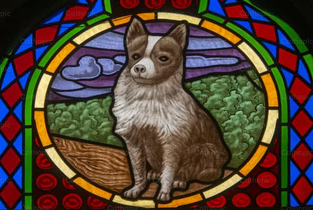 Ventana de vidrio tintado con perro fiel - Banco de imágenes católicas - Fotografía por Joan Sutter