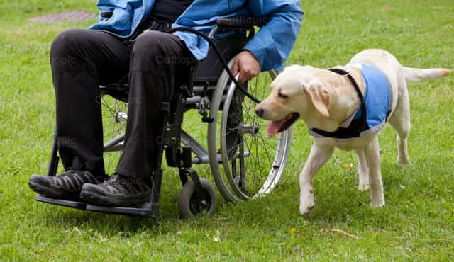 Perro guía labrador y su dueño discapacitado - Banco de imágenes católicas - Fotografía por Antonio Gravante