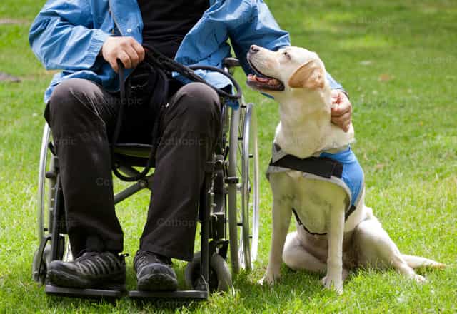 Perro guía labrador y su dueño discapacitado - Banco de imágenes católicas - Fotografía por Antonio Gravante