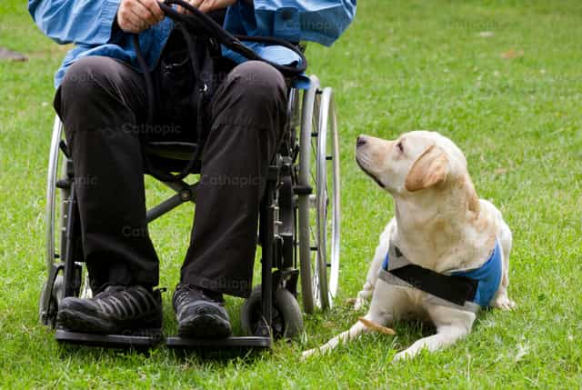 Perro guía labrador y su dueño discapacitado - Banco de imágenes católicas - Fotografía por Antonio Gravante