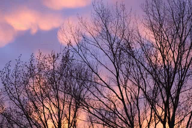 Las ramas desnudas de los árboles se recortan contra el brillante y espectacular cielo del atardecer. - Banco de imágenes católicas