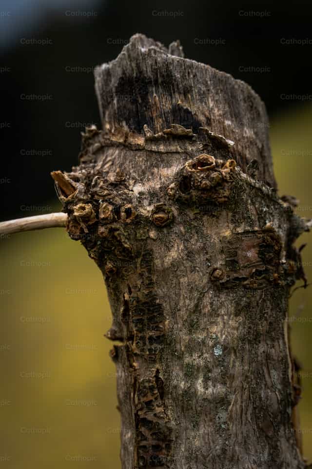 Naturaleza - Banco de imágenes católicas - Fotografía por Javier Bastidas
