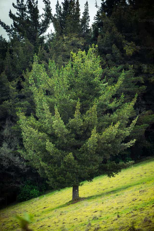 Naturaleza - Banco de imágenes católicas - Fotografía por Javier Bastidas