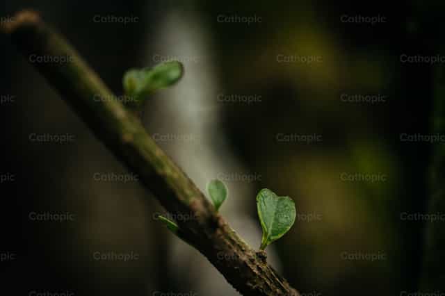 Naturaleza - Banco de imágenes católicas - Fotografía por Javier Bastidas