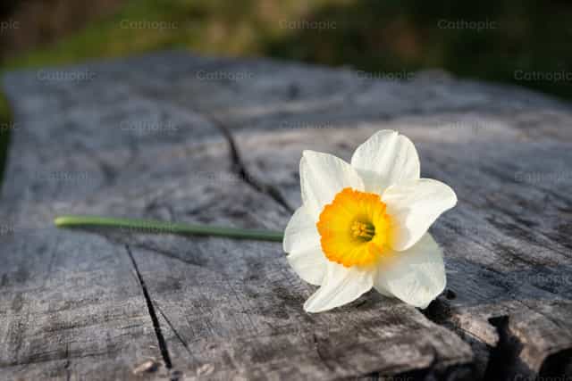 Flor de narciso colocada sobre la mesa - Banco de imágenes católicas - Fotografía por Pierluigi Palazzi