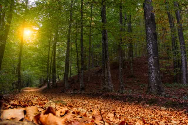 Road in the woods - Catholic stock images - Photo by Pierluigi Palazzi