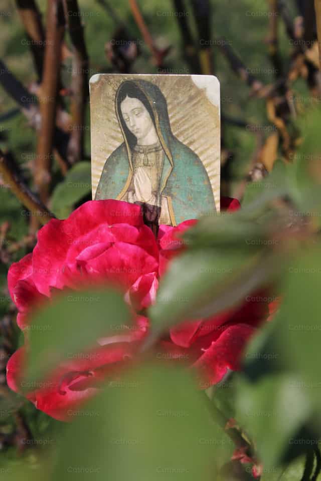 Reyna ng mga Bulaklak - Mga Catholic stock image - Larawan ni Bárbara Hernández