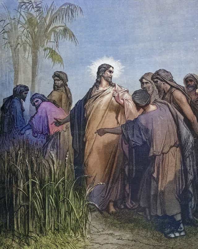 Les disciples arrachent des épis le jour du sabbat - Images catholiques de stock - Photo de Bible and Art