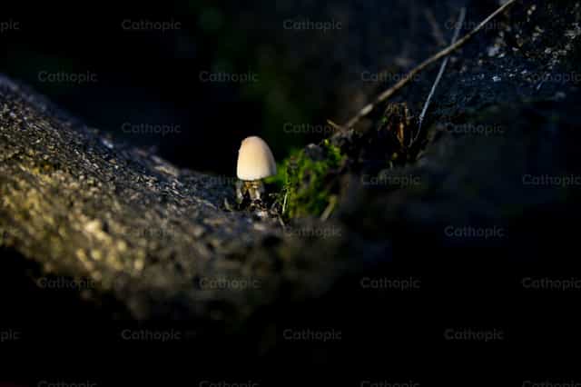 Vida que brota en silencio - Banco de imágenes católicas - Fotografía por Carolina BR