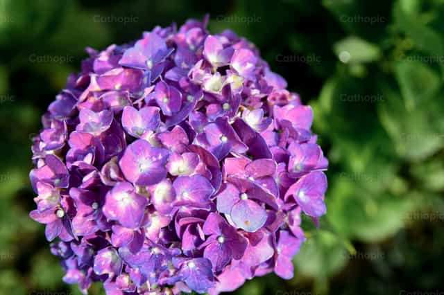 Hortênsia em plena floração - Imagens católicas de stock