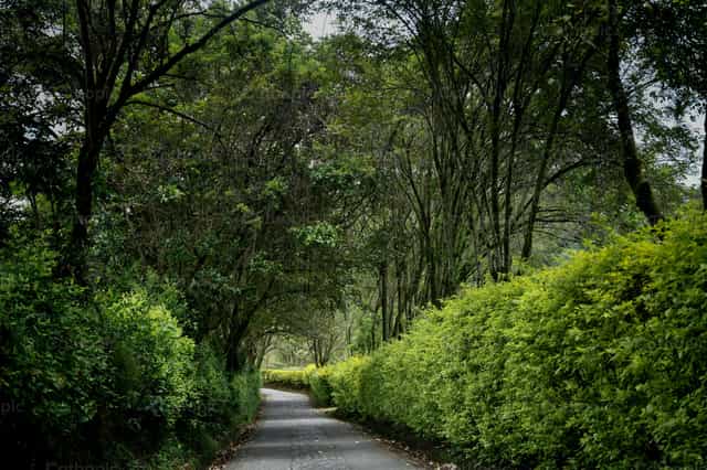 Camino - Banco de imágenes católicas - Fotografía por Carolina BR