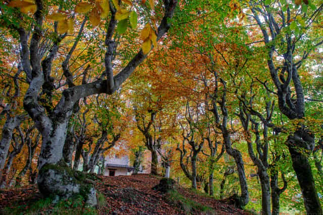 Árboles con los colores del otoño - Banco de imágenes católicas - Fotografía por Pierluigi Palazzi