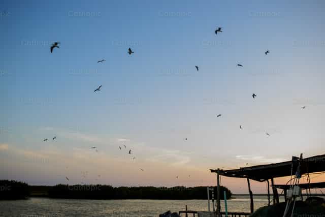 Aves volando en el atardecer - Banco de imágenes católicas - Fotografía por Gerardo Juarez