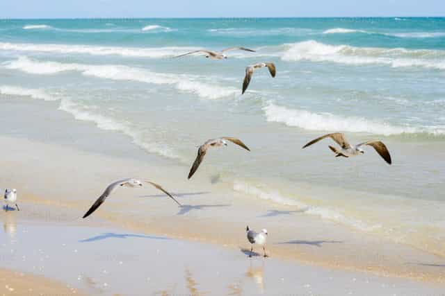 Gaviotas volando en la playa - Banco de imágenes católicas - Fotografía por Gerardo Juarez