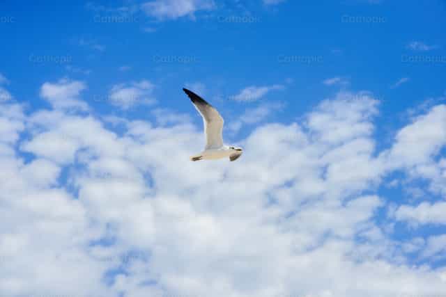 Seagulls flying - Catholic stock images - Photo by Gerardo Juarez