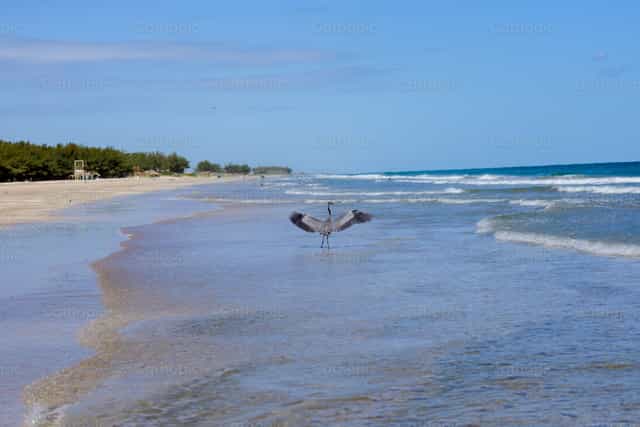 Pelicano en la playa - Banco de imágenes católicas - Fotografía por Gerardo Juarez