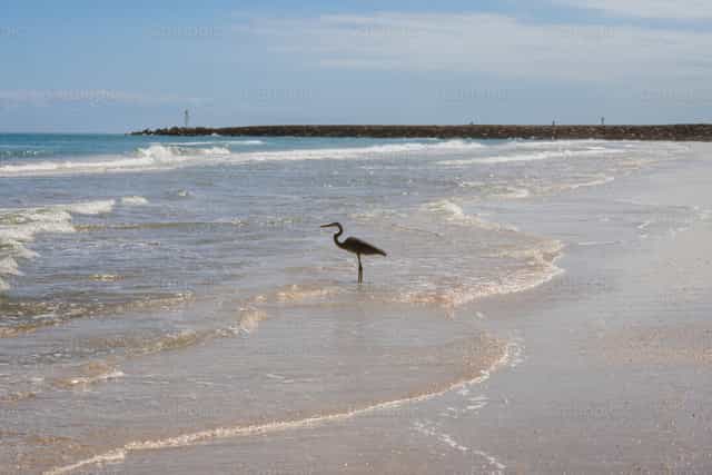 Pelicano en la playa - Banco de imágenes católicas - Fotografía por Gerardo Juarez