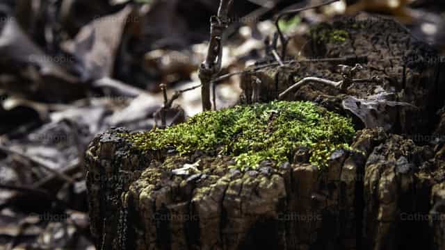 Jardín de invierno - Banco de imágenes católicas - Fotografía por Sophia Bauer