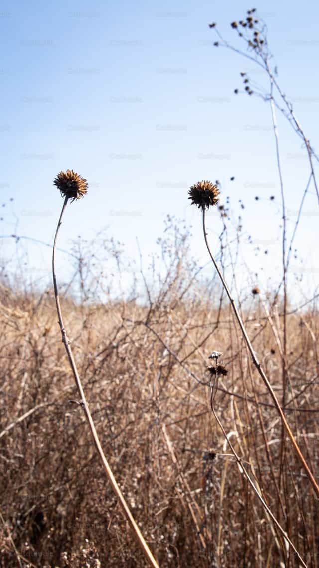 Two Thistles - Catholic stock images