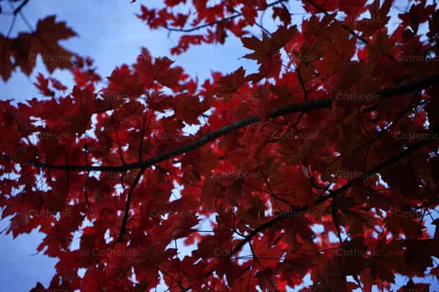 Hojas de Arbol - Banco de imágenes católicas - Fotografía por Lupe Belmonte