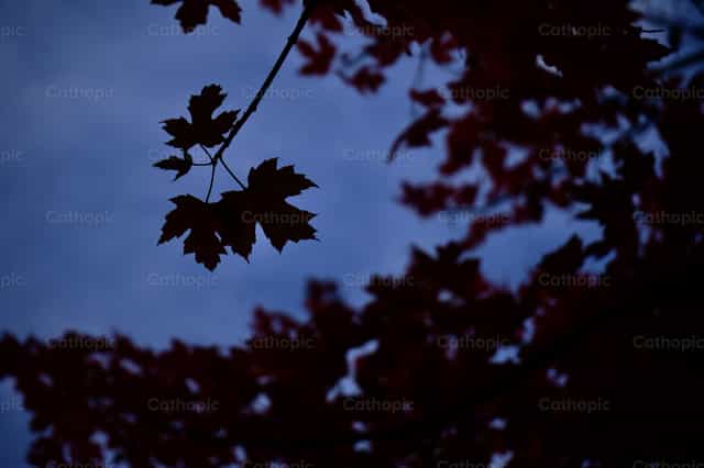 Hojas de otoño - Banco de imágenes católicas - Fotografía por Lupe Belmonte