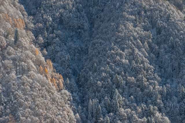 Árboles cubiertos de nieve - Banco de imágenes católicas - Fotografía por Pierluigi Palazzi