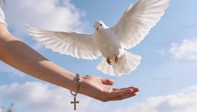White Dove in Flight - Catholic stock images
