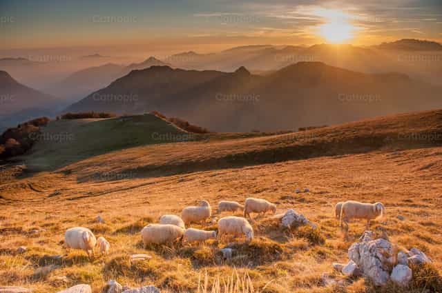 Cabras - Banco de imágenes católicas - Fotografía por Pierluigi Palazzi