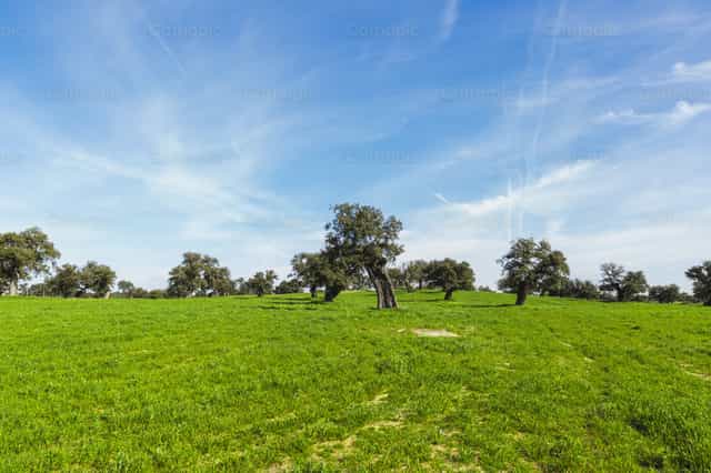 Dehesa de Encinas: Belleza de la Creación - Banco de imágenes católicas - Fotografía por Diócesis de Córdoba