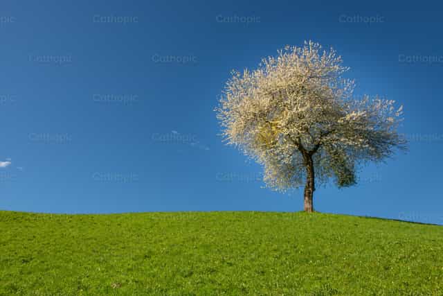 Árbol con flores de cerezo - Banco de imágenes católicas - Fotografía por Pierluigi Palazzi