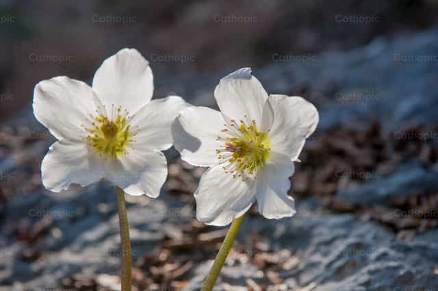 Flor que florece en primavera - Banco de imágenes católicas - Fotografía por Pierluigi Palazzi