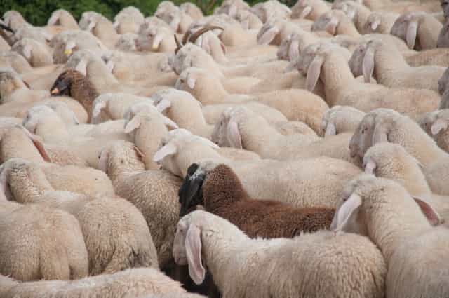 Schafe - Katholische Stockfotos