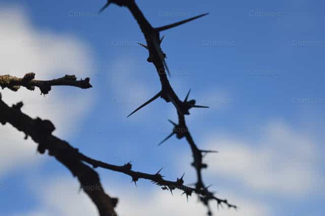 Espinas - Banco de imágenes católicas - Fotografía por Rita Laura Miño