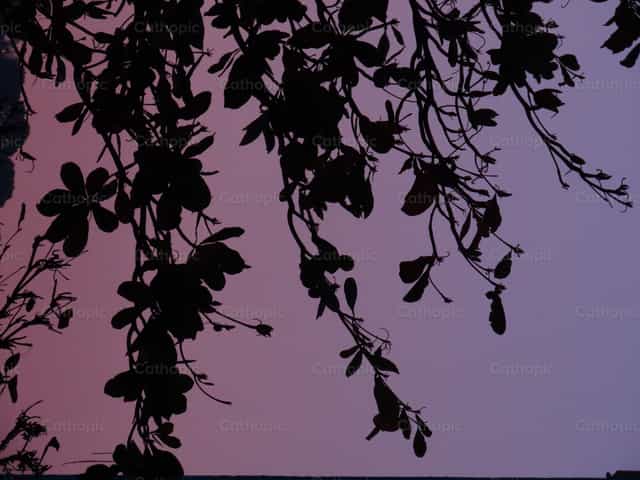 Hojas de almendro de playa al atardecer. - Banco de imágenes católicas - Fotografía por Paula G Engels