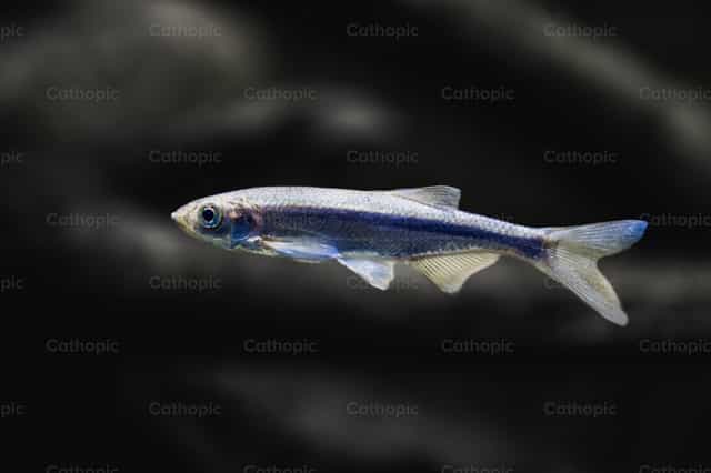 Um peixe na água - Imagens católicas de stock - Foto de Jakov Pleše