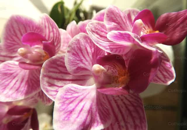 Orquídeas magenta en día de sol - Banco de imágenes católicas