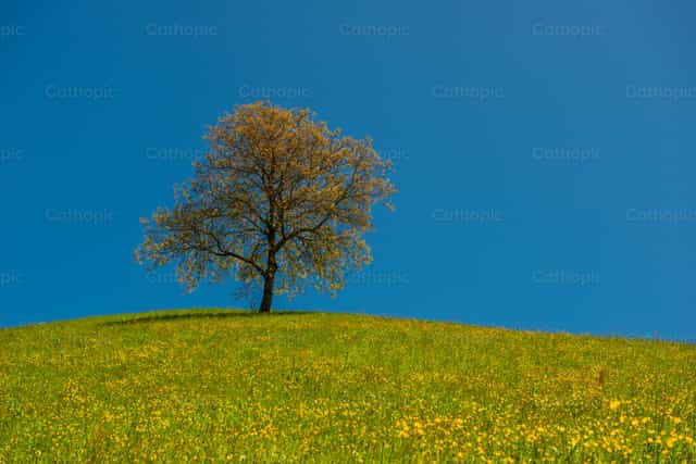 Tree in the middle of the meadow - Catholic stock images - Photo by Pierluigi Palazzi