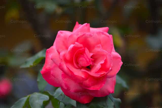 Rosa rosada símbolo de belleza y esperanza - Banco de imágenes católicas - Fotografía por Jose Conejo Saenz