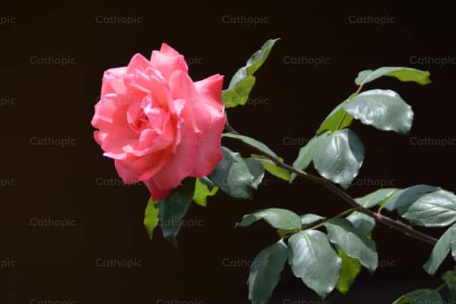 Rosa rosada símbolo de belleza y esperanza - Banco de imágenes católicas - Fotografía por Jose Conejo Saenz