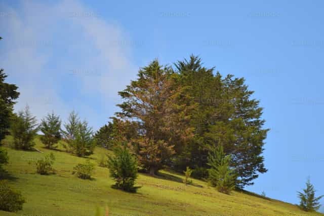 Hügel mit Bäumen unter blauem Himmel - Katholische Stockfotos - Foto von Jose Conejo Saenz