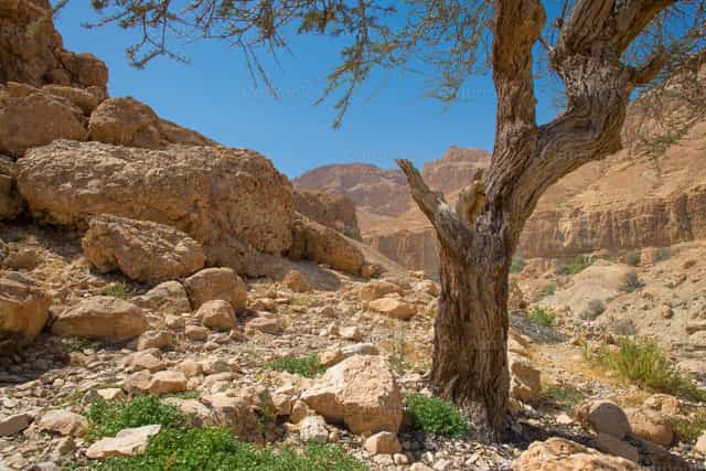 Oasis del Desierto de En Gedi en la orilla occidental del Mar Muerto - Banco de imágenes católicas - Fotografía por Michelangelo Oprandi