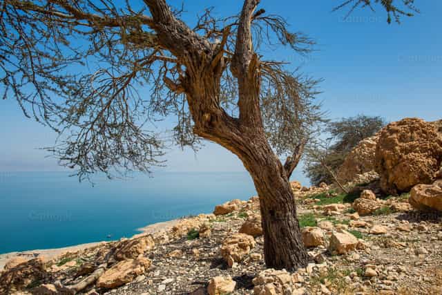 Oasis del Desierto de En Gedi en la Orilla Occidental del Mar Muerto - Banco de imágenes católicas - Fotografía por Michelangelo Oprandi