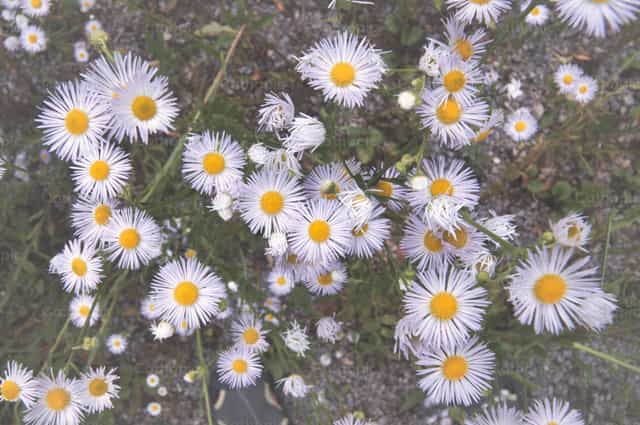 Margaritas silvestres con centros amarillos creciendo en un entorno natural al aire libre - Banco de imágenes católicas