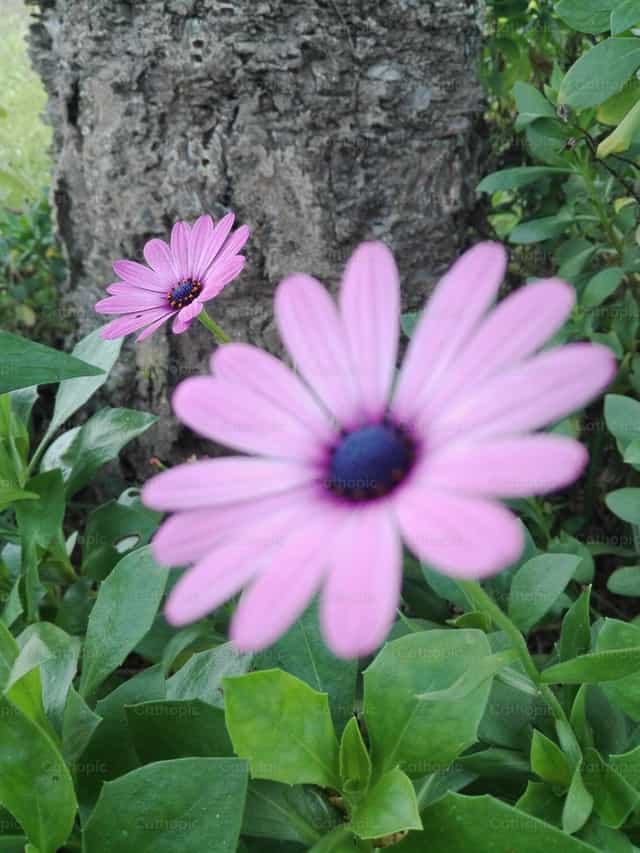 Flores - Banco de imágenes católicas