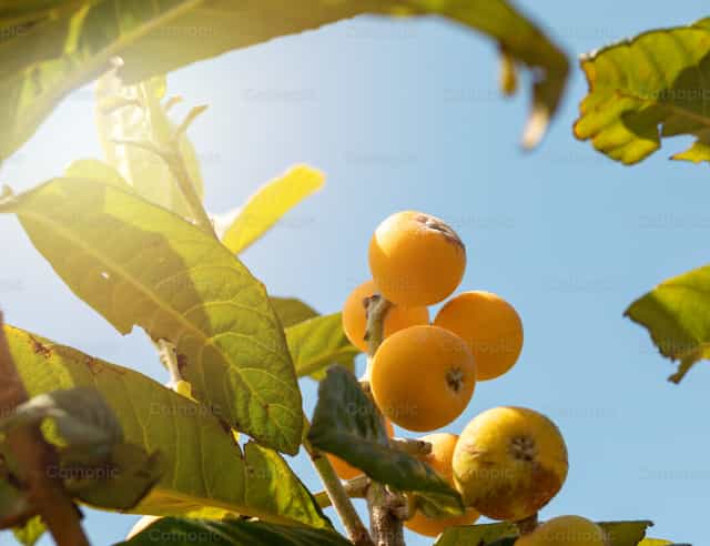 Rijpe loquats aan de tak - Katholieke stockfoto's - Foto door Antonio Gravante