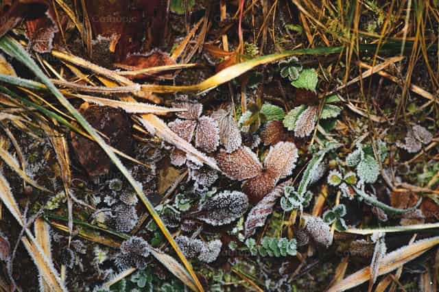 Foto ravvicinata di foglie ricoperte di brina - Immagini stock cattoliche