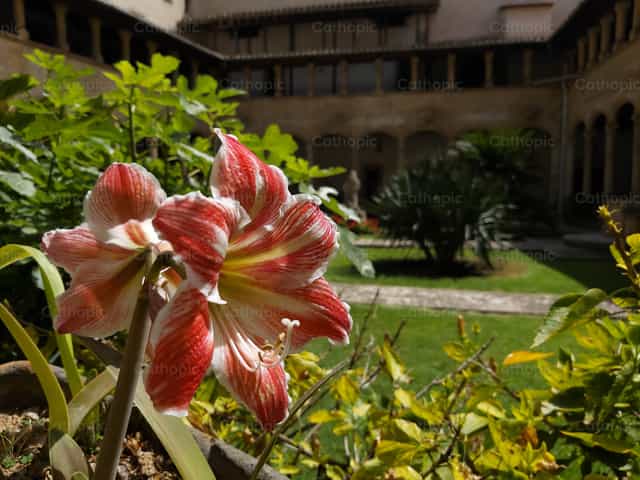 Bulaklak sa monasteryo - Mga Catholic stock image