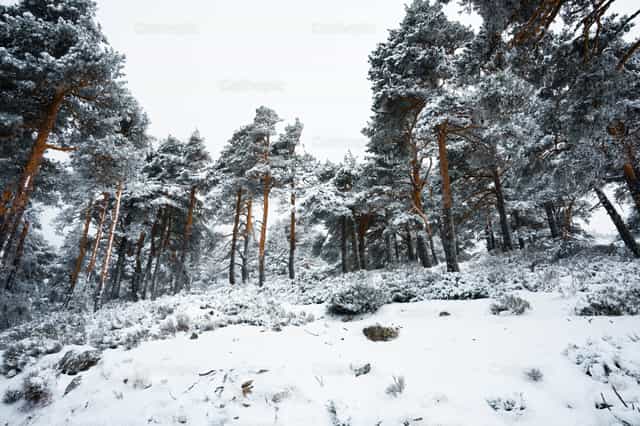 Pinos y árboles en un bosque nevado - Banco de imágenes católicas - Fotografía por Santiago de la Hoz